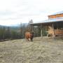 Takhini Highlander Farm