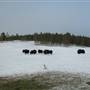 Yukon Wildlife Preserve