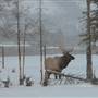 Yukon Wildlife Preserve