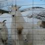 Yukon Wildlife Preserve