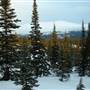 White Pass Forest