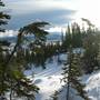 White Pass Forest