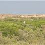Mangrove Forest - غابة المانجروف في فرسان
