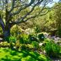 Treetops Novato