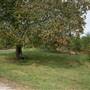 Rock Springs Rd - Buford Farm