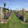 Newquay Community Orchard