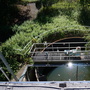 Plant Takeover at Abandoned Plant  - Bell Works