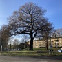 Sydenham Avenue