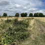 Leyton Marsh