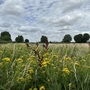 Leyton Marsh