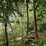 Nightingale Wood