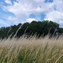 Britannia Meadows