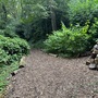 Strawberry Hill House - The Wilderness Woodland Walk