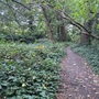 Crystal Palace Park - The Glades Woodland