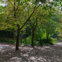 Holland Park - Woodland Area