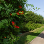 Holland House Gardens