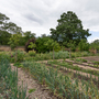 Chiswick House - Kitchen Garden