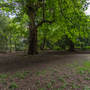 Chiswick House - Woodland