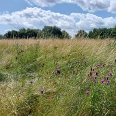Britannia Meadows