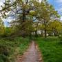 Long Lane Wood