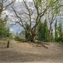Parkland Walk