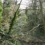 Sydenham Hill Wood