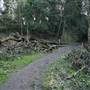 Sydenham Hill Wood
