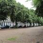 Royal Avenue