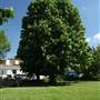Beckenham Green