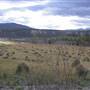 Grove's Ranch