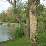 Totteridge Ponds