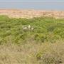 Mangrove Forest - غابة المانجروف في فرسان