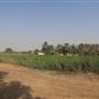 Peddy Crops & Palm Garden مزارع الرز والنخيل