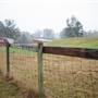 Horse Farm - Dacula
