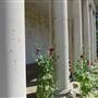 The Clapham Orangery