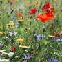 Gunnersbury Park - Gardens