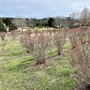 Prospect Farms