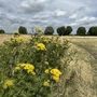 Leyton Marsh