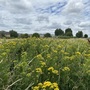 Leyton Marsh
