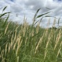 Walthamstow Marshes