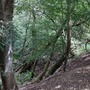 Nightingale Wood