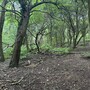 Nightingale Wood