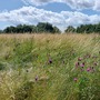 Britannia Meadows