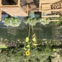Eglarooze Vineyard