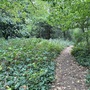 Crystal Palace Park - The Glades Woodland