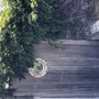 Willowtree