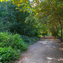 Holland Park - Woodland Area