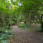 Chiswick House - Woodland