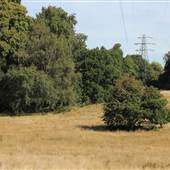 Littleheath Woods