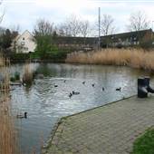 Lavender Pond